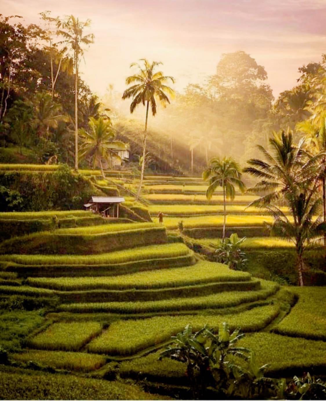 Ubud Sunrise Jeep Tour and Rice Terrace 