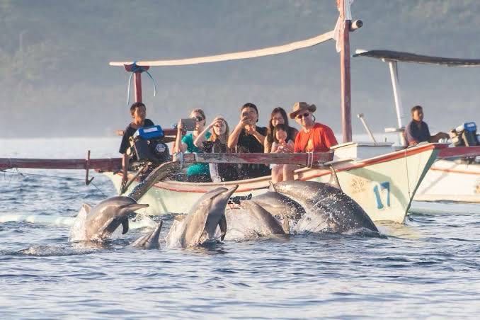 Lovina Dolphin
